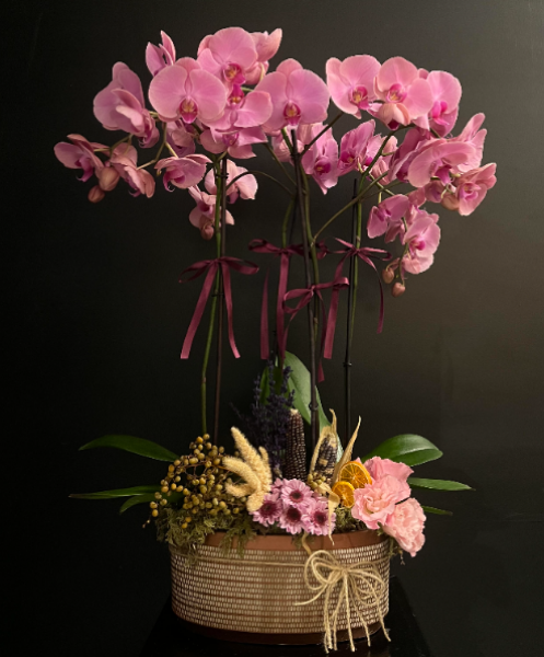 4 Dal Mor Orkide