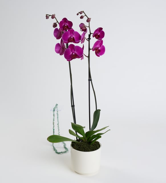 Mor Orkide Çiçeği