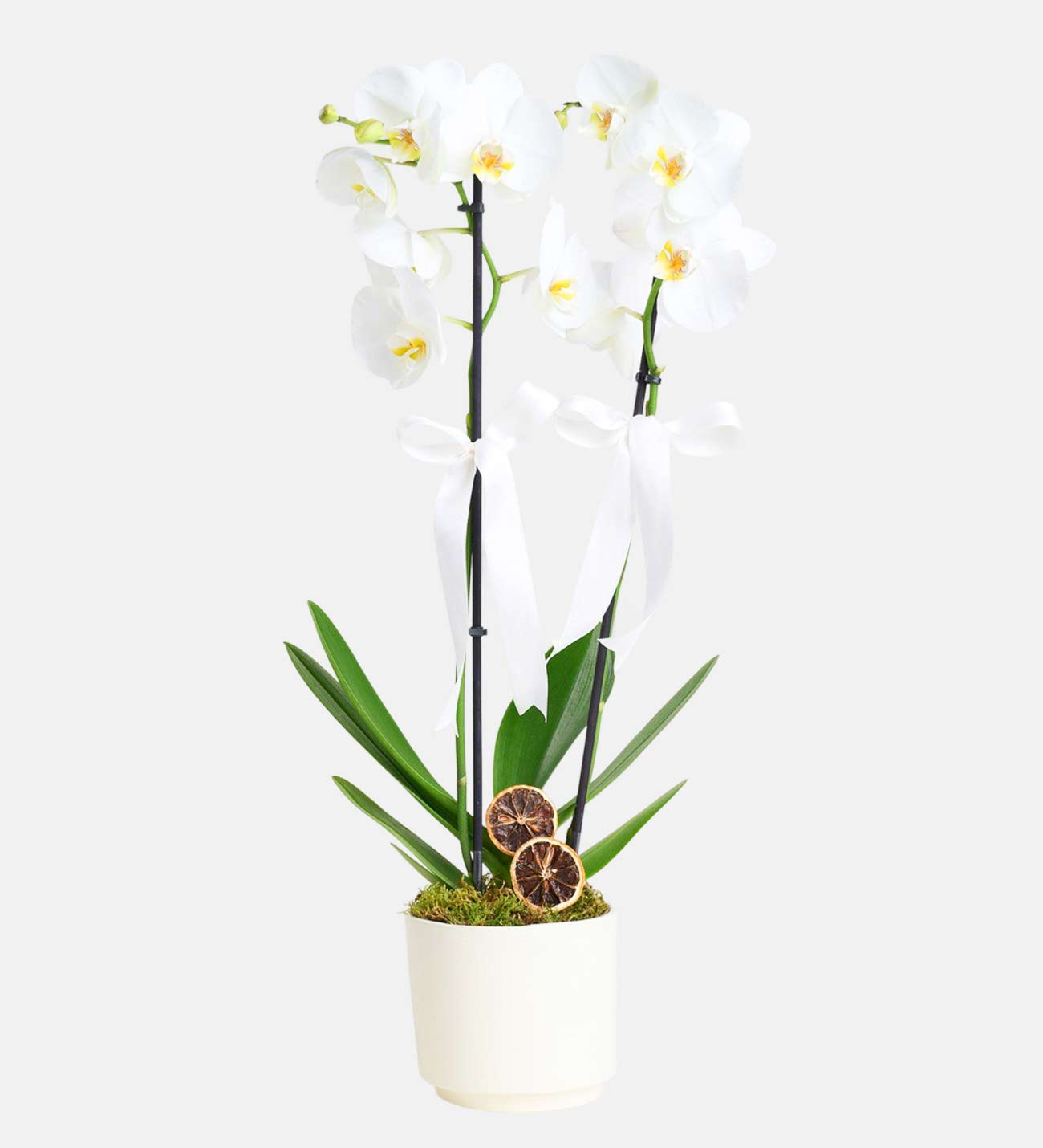 Beyaz Çift Dal Orkide