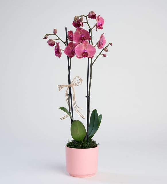 Pembe Orkide Çiçeği